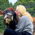 19-Year-Old Blind Cow Loves To Hug Her Dad