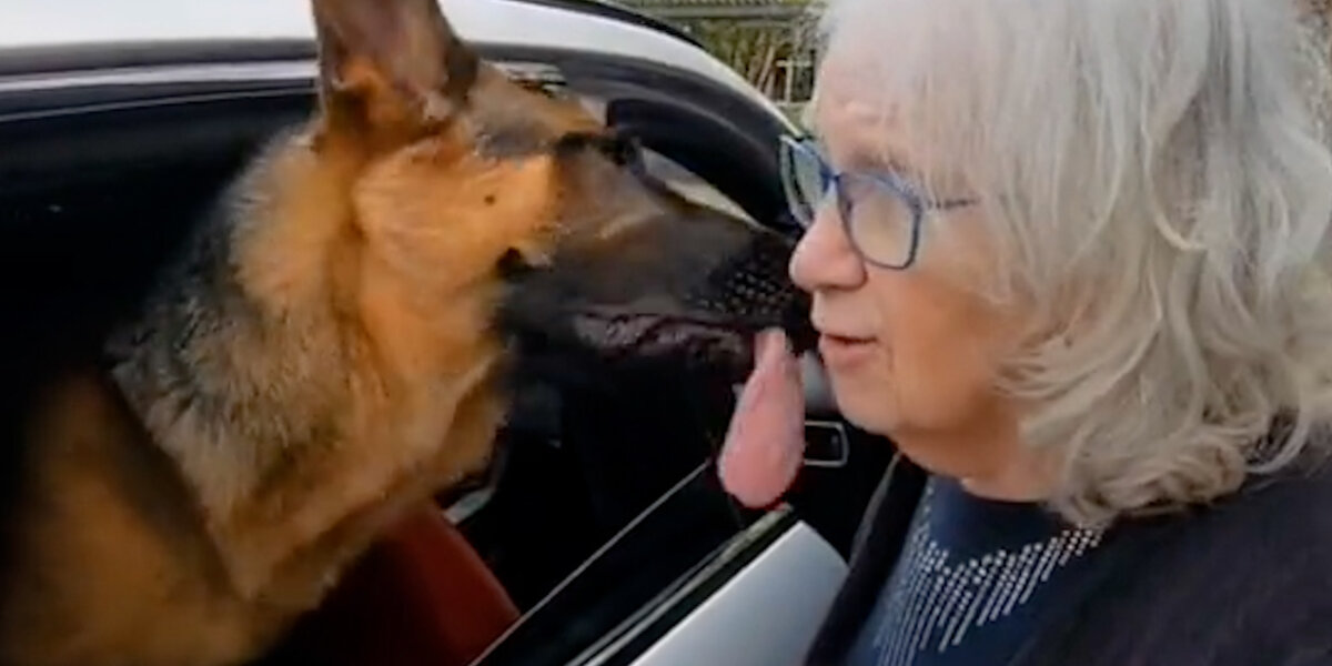 German Shepard Won't Leave Grandma's Side - Videos - The Dodo