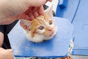 Crying Kitten Was Stuck In A Dumpster