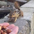 Guy Offering Nuts To Chipmunk Gets An Unexpected 'Payment' In Return