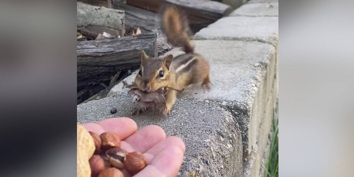 Guy Offering Nuts To Chipmunk Gets An Unexpected 'Payment' In Return - The  Dodo