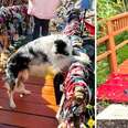 Dog Pays Homage To Lost Friends At Real-Life Rainbow Bridge