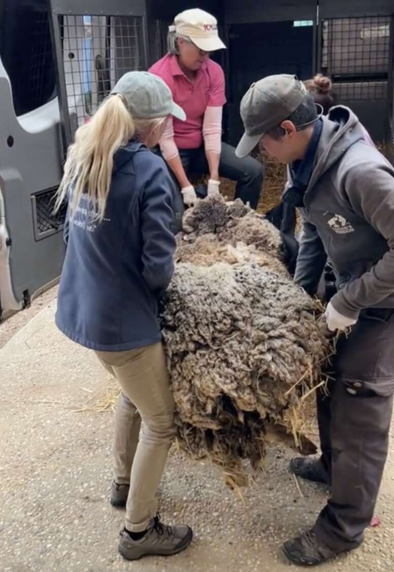 people moving sheep 