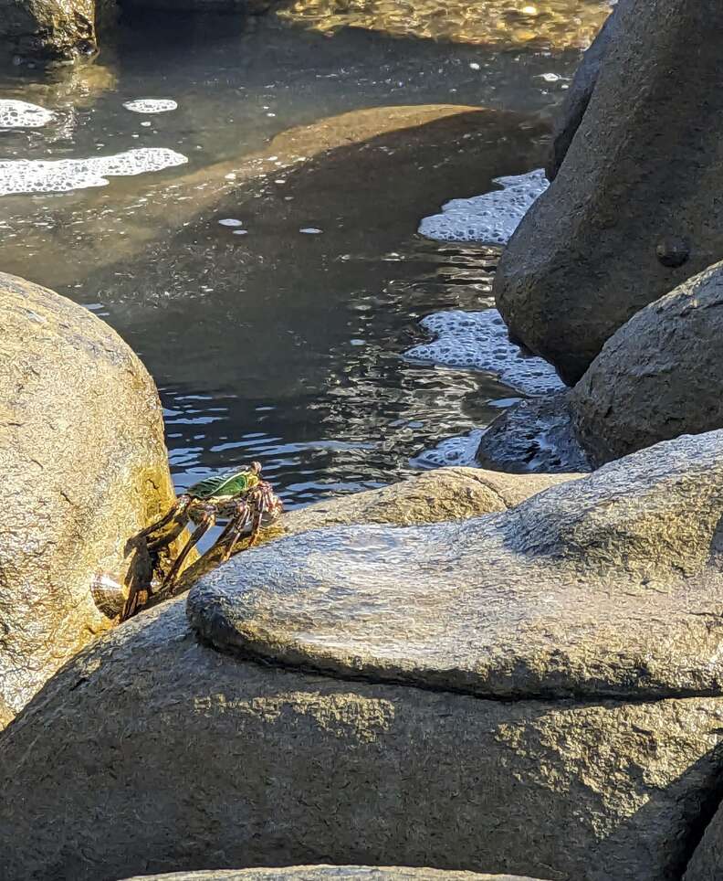 crab on rock 