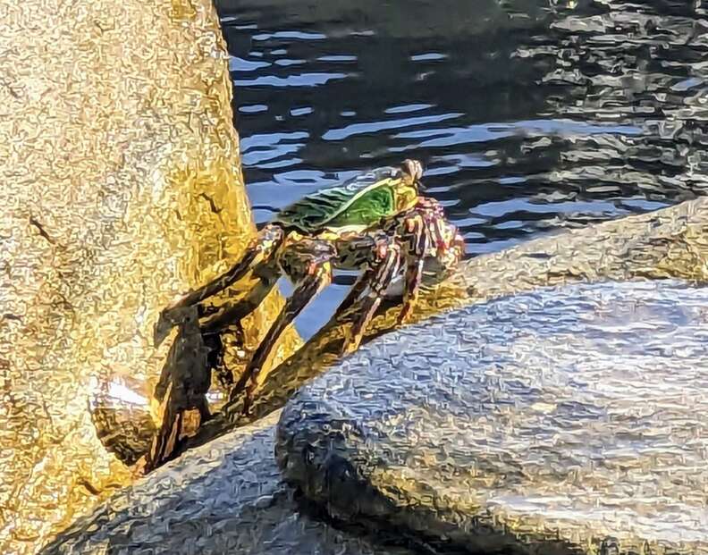 crab on rock