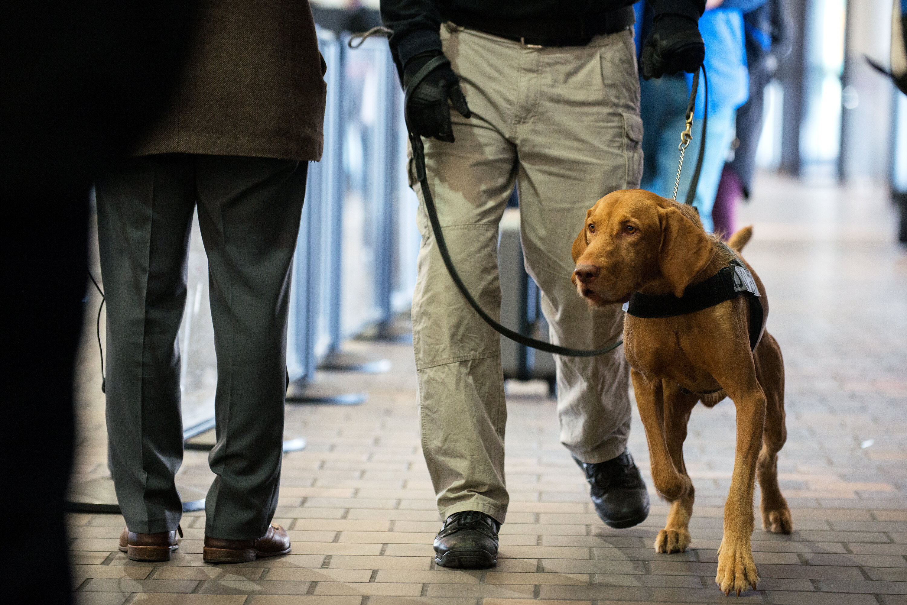 canine dog tsa