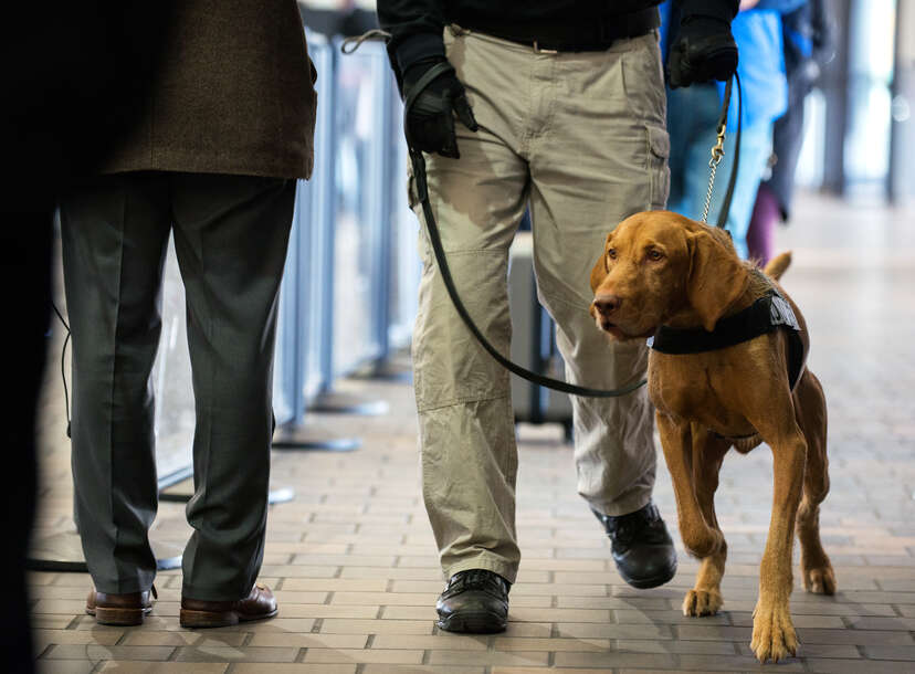 TSA Just Released Its 2024 Dog Calendar Available for Download - Thrillist tsa-just-released-its-2024-dog-calendar-available-for-download-thrillist