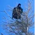 Wild Crow Who Speaks English Appears To Be Teaching His Friends To Talk