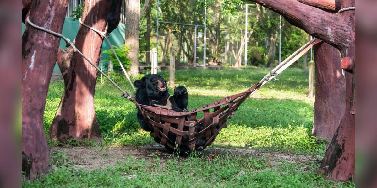 Rescued Bear With 3 Legs Hangs Out In Hammock Every Day - The Dodo