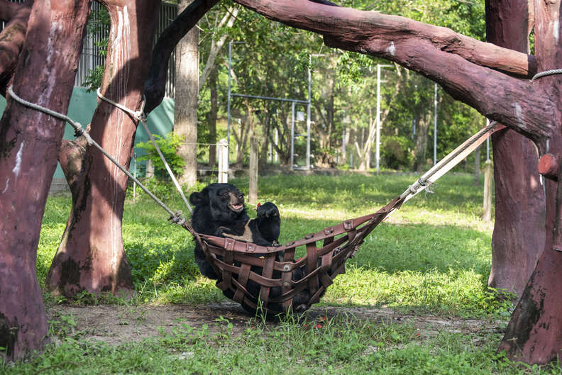 Bear hammock outlet