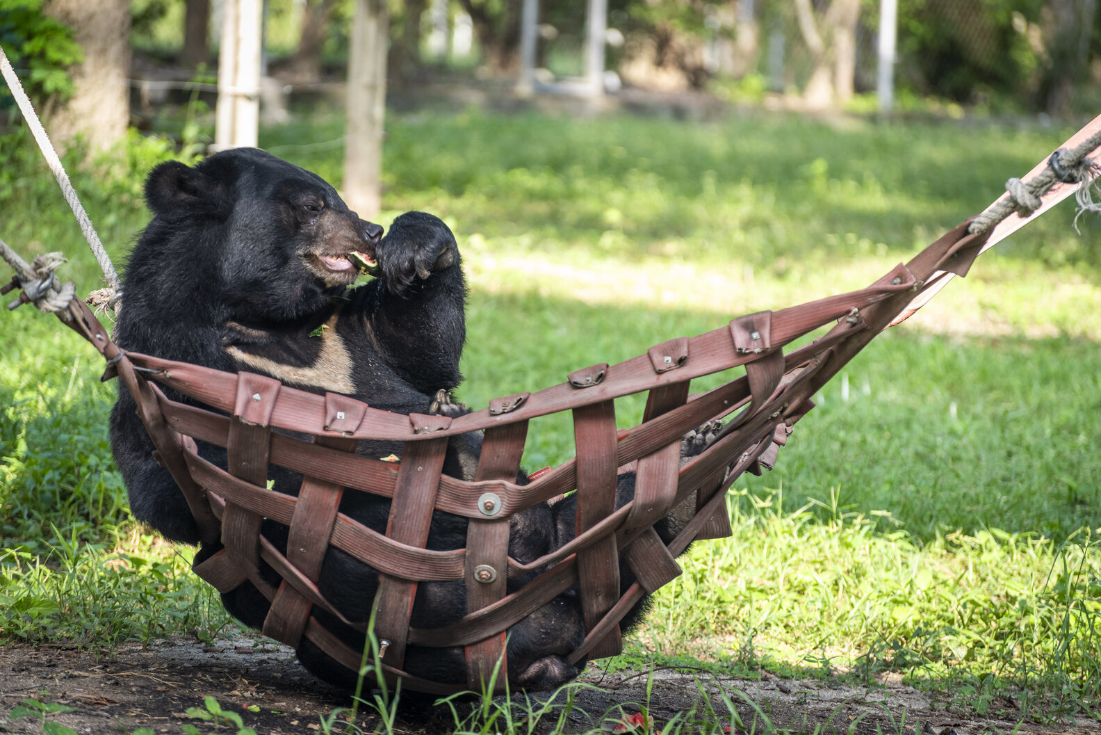 Rescued Bear With 3 Legs Hangs Out In Hammock Every Day - The Dodo