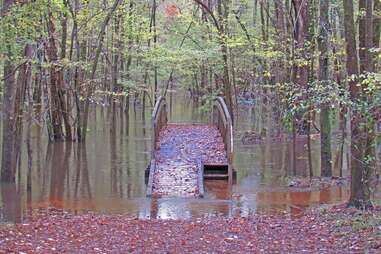 flooded bridge in Congaree National Park