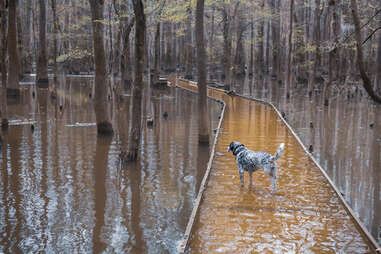 flooded path in congaree national park with dog