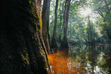 flooded trees in congaree national park
