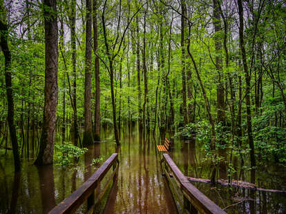 flooded boardwalk in congaree national park