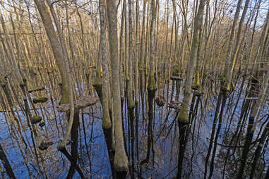 reflections of trees in bottom land forest, congaree national park