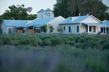 Los Poblanos hotel in a field of lavender