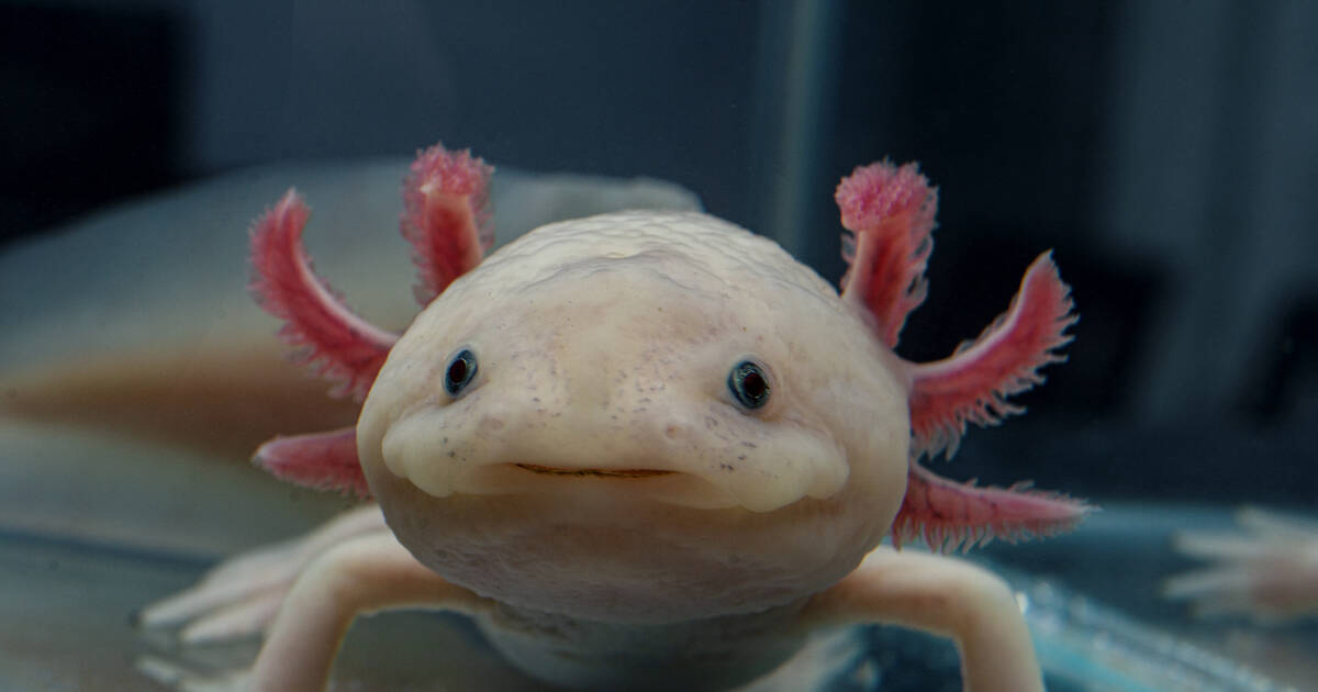 Types of Axolotls