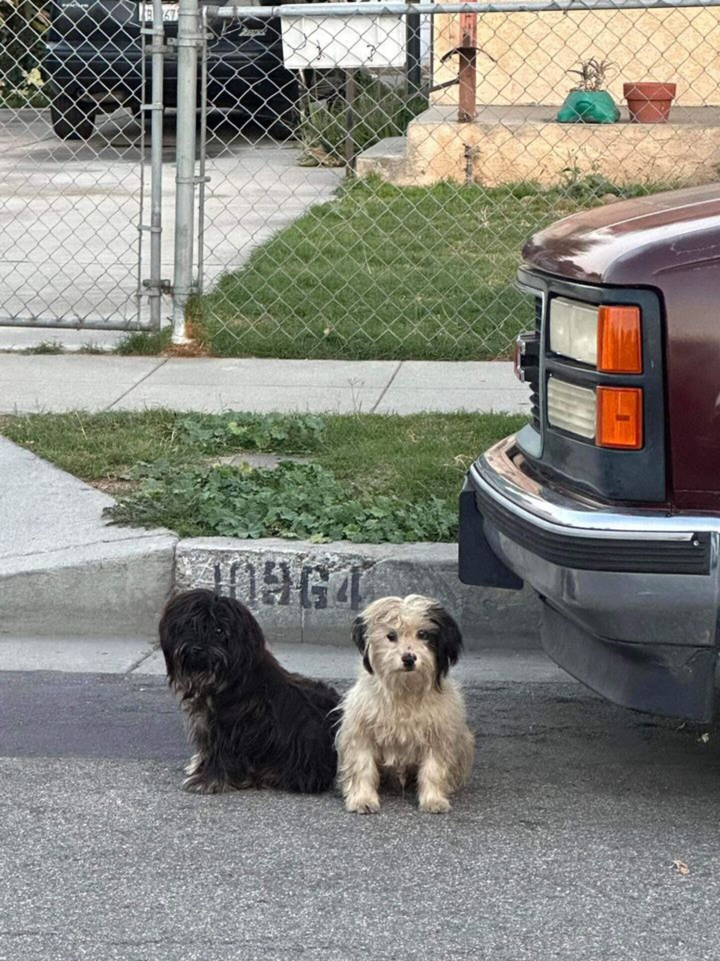 Devoted Dogs Refuse To Move From The Last Place They Saw Their Family ...