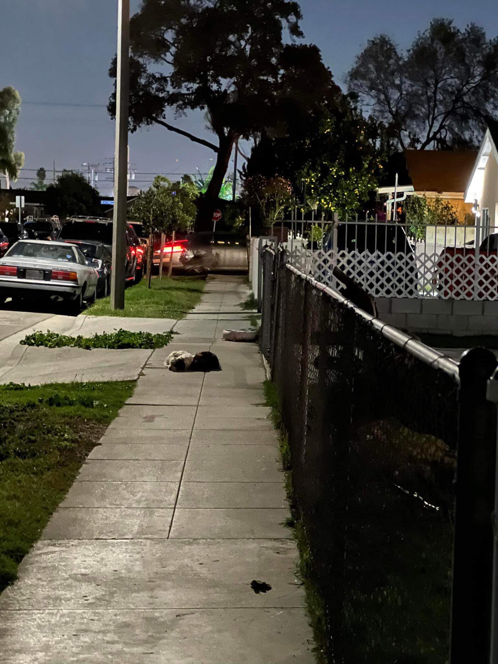 Devoted Dogs Refuse To Move From The Last Place They Saw Their Family ...
