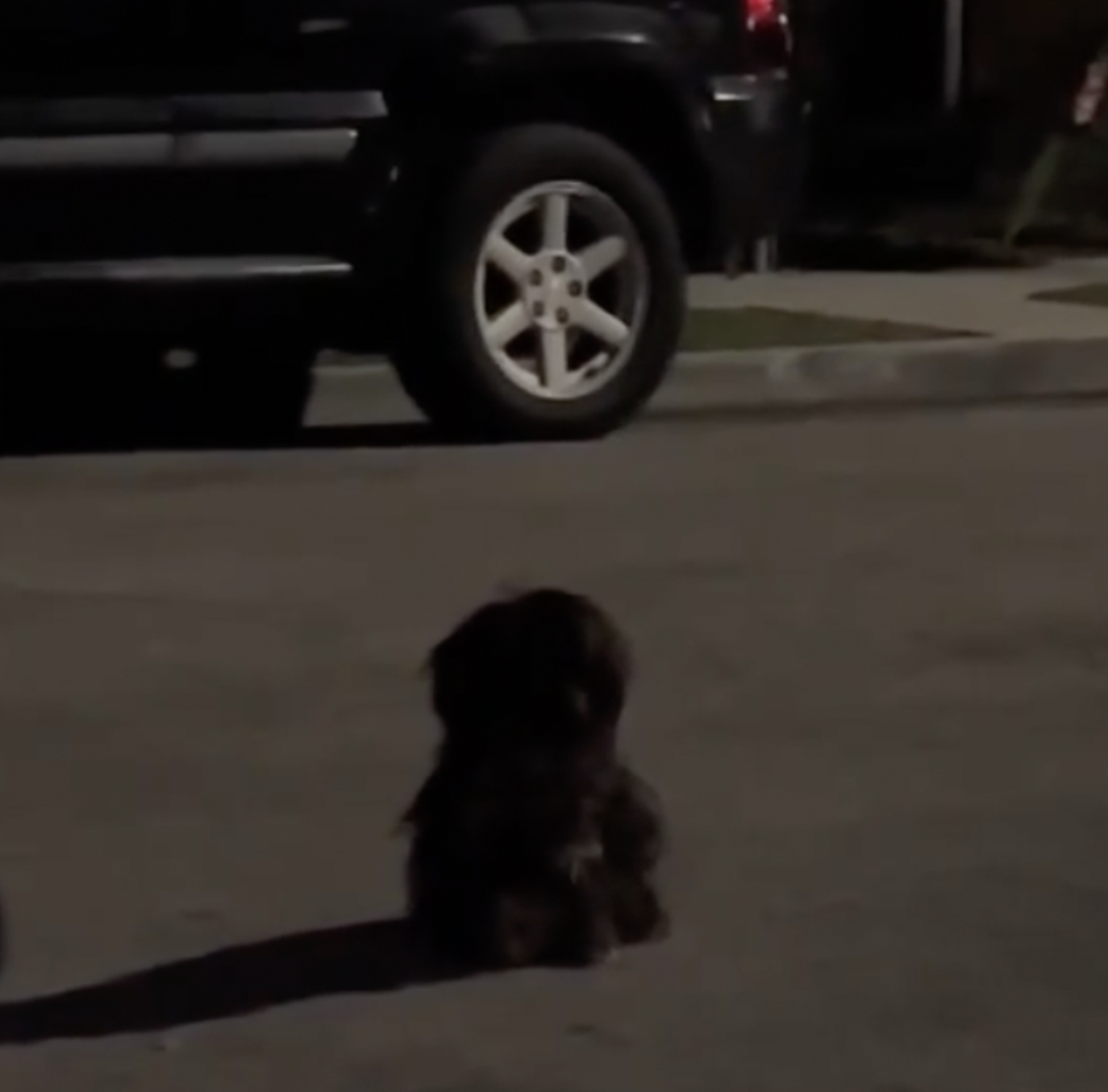 Devoted Dogs Refuse To Move From The Last Place They Saw Their Family ...