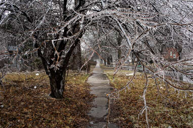 icicles, on tree branches, michigan sidewalk