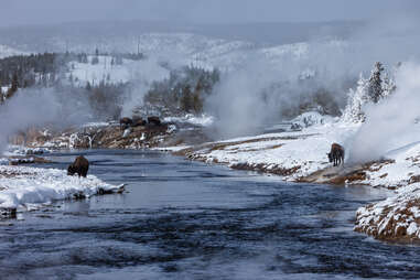 bison grazing around, firehole river, in yellowstone, in wyoming