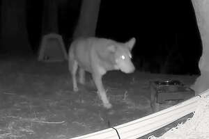 Wildlife Cam Shows Stray Dog Fighting Off Coyotes