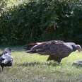 Clever Crow Pulls The Perfect Prank On Vultures In Order To Get Her Way