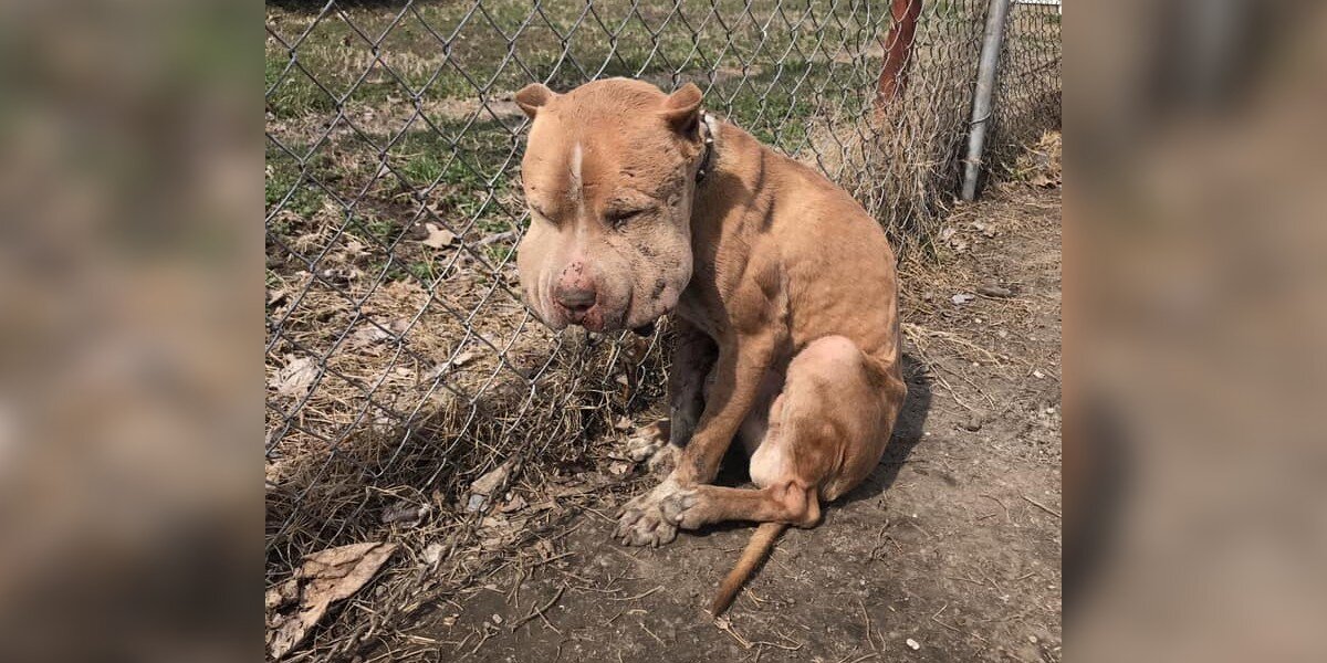 Puffy-Cheeked Dog Left Tied To Fence Reveals A Beautiful ...