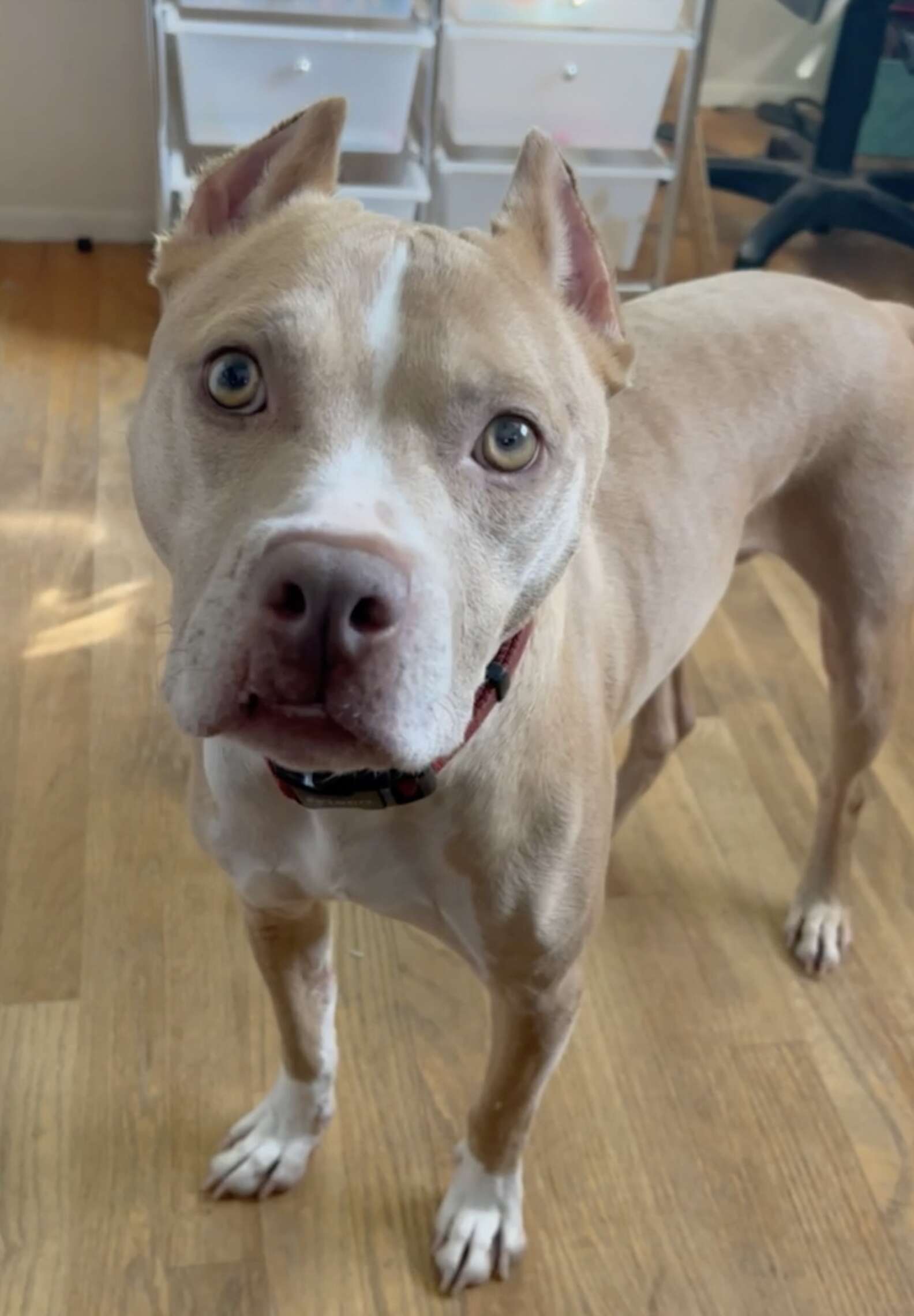 Puffy-Cheeked Dog Left Tied To Fence Reveals A Beautiful Face After ...