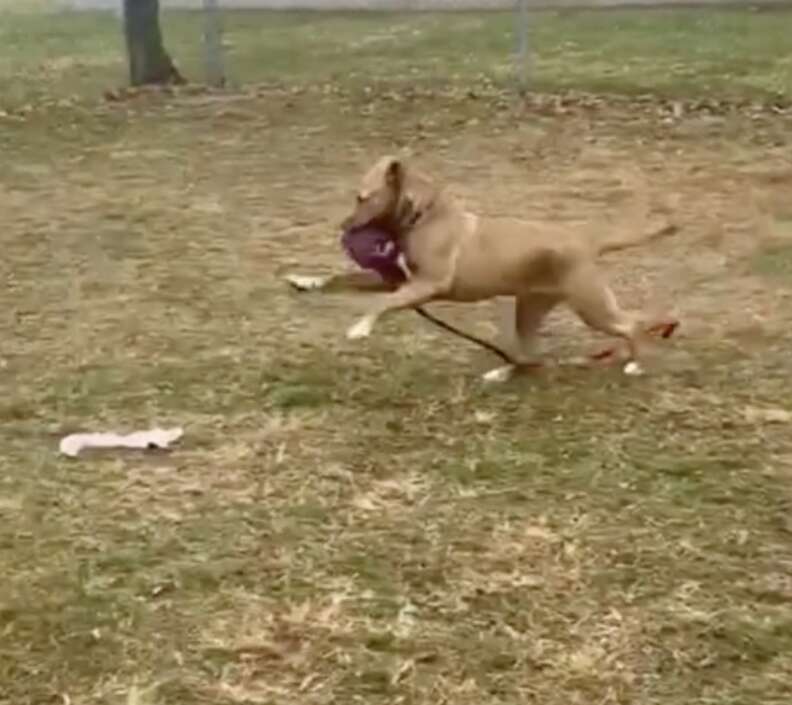 dog playing alone
