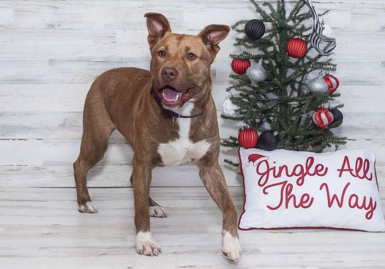 dog with christmas pillow 