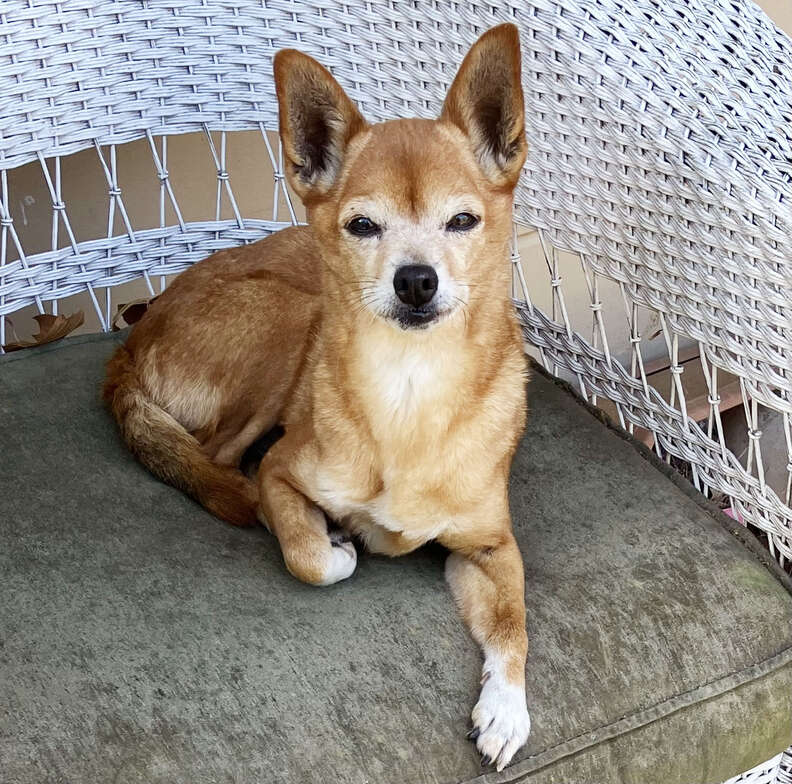 dog