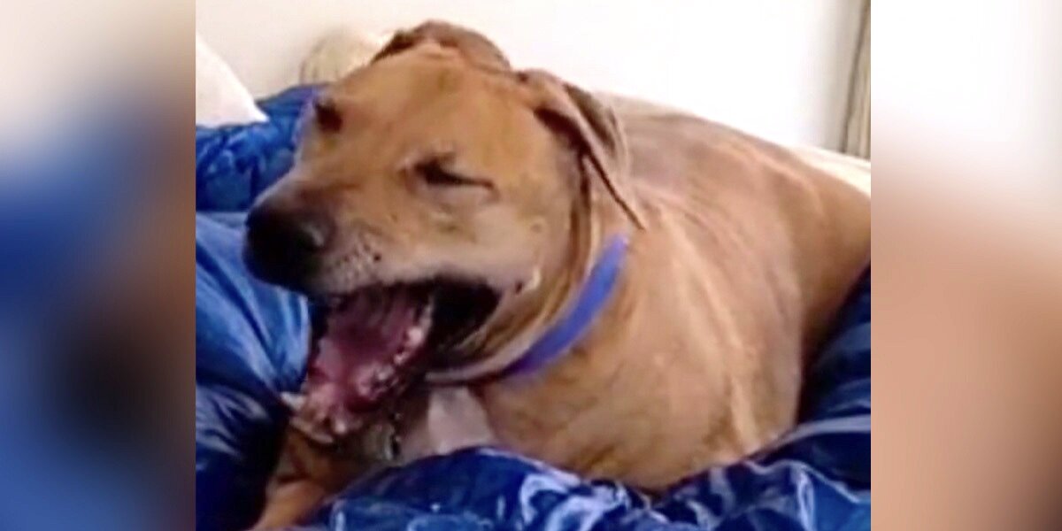 Man Teaches Traumatized Rescue Dog It's Finally OK To Use His Voice ...