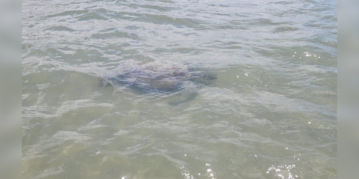 RESCUED ! BABY TURTLE FOUND SWALLOWED BY GIANT FISH ! WILL WE SAVE HIM ?! 