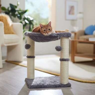 Chewy cat outlet scratch post