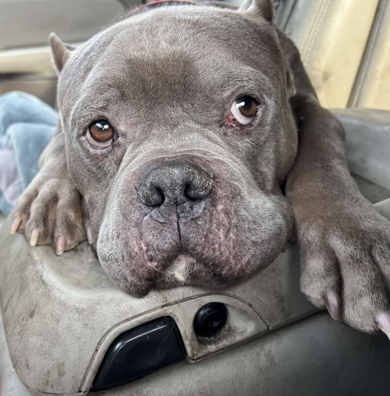 dog