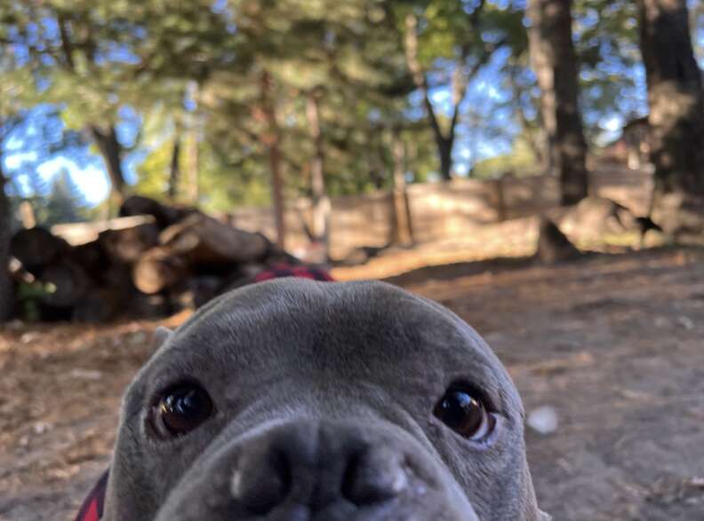 dog close to camera