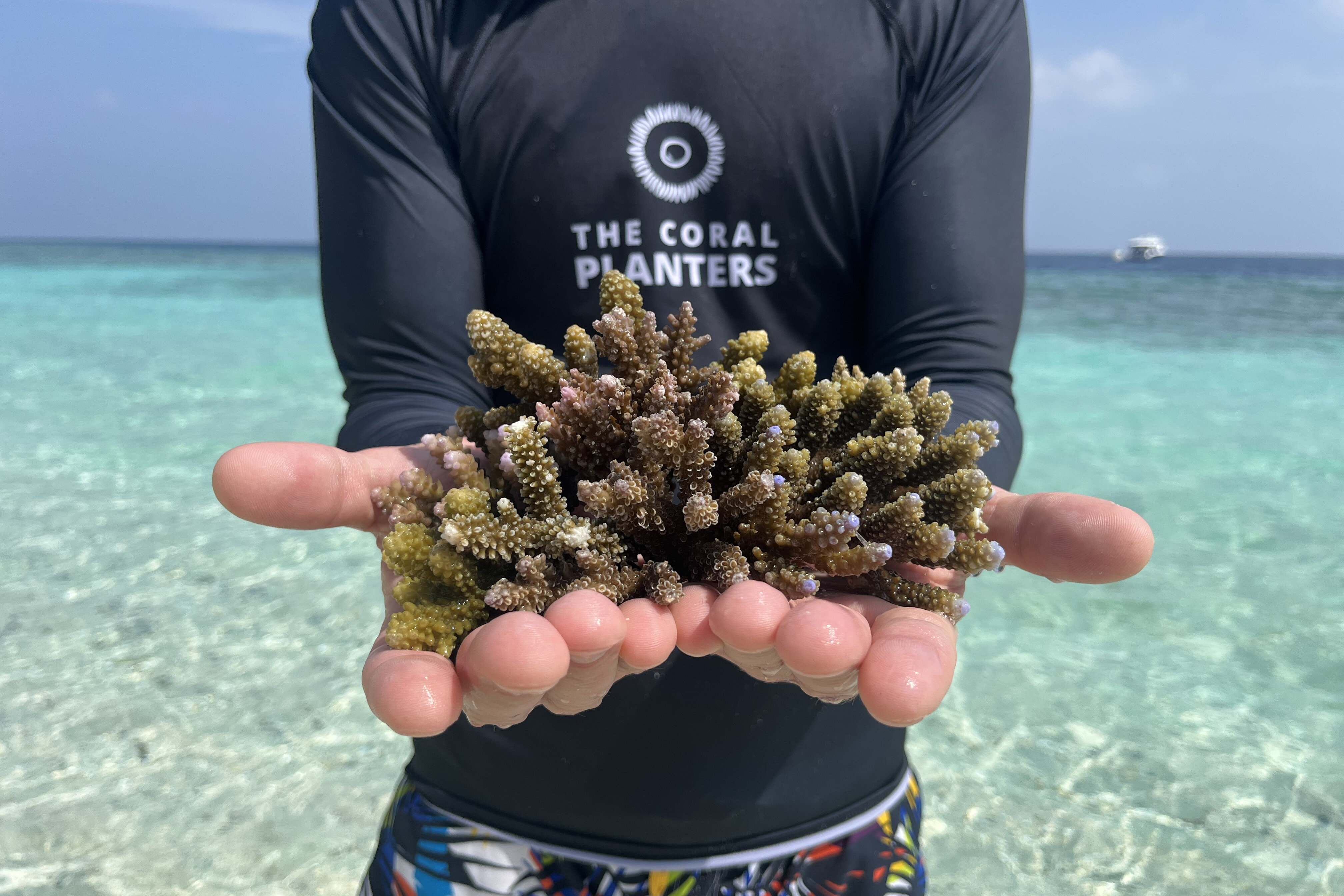 Coral