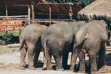 Chai Lai Orchid elephant sanctuary