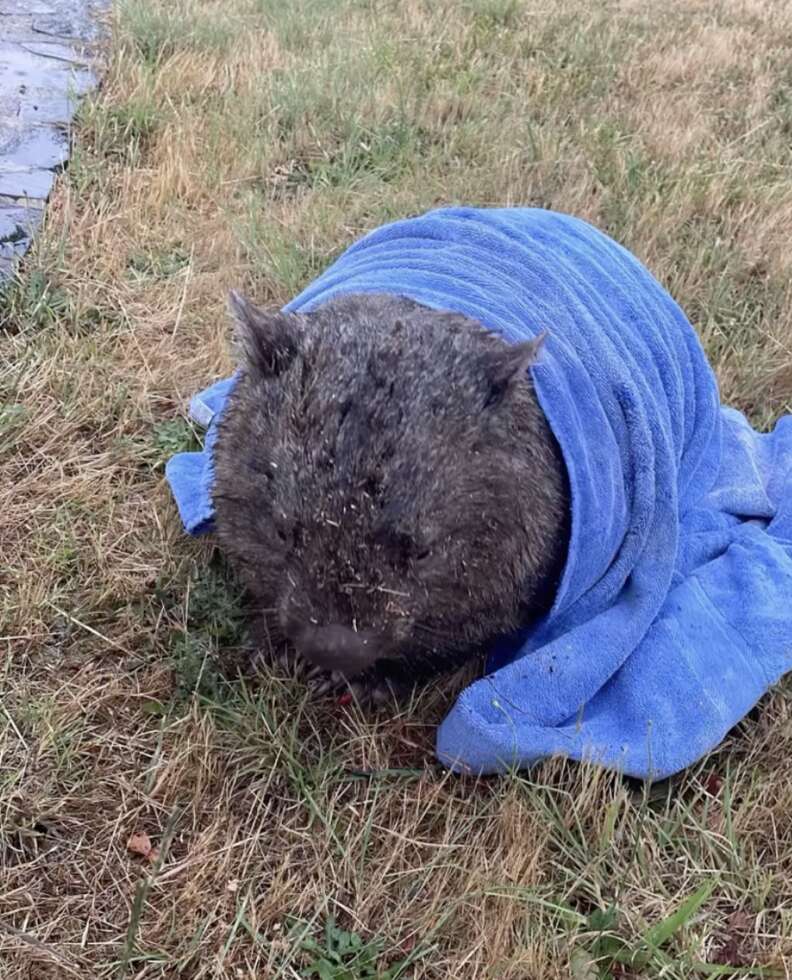 wombat in towel