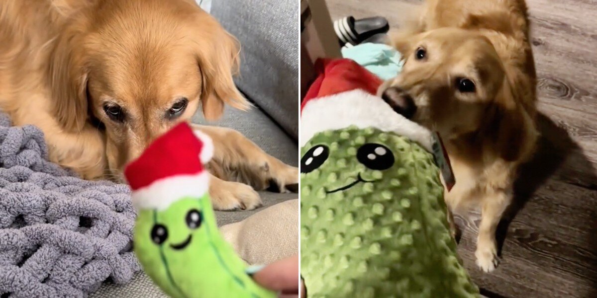 Dog Obsessed With His Favorite Toy From Puppyhood Gets A Giant Surprise