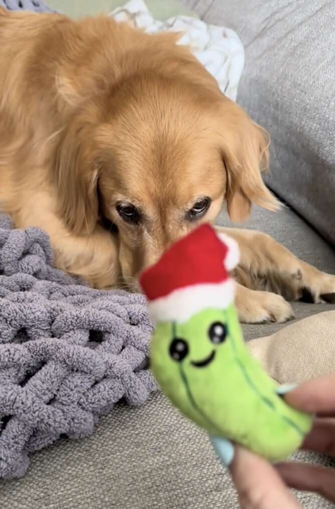 Dog obsessed with outlet squeaky toy