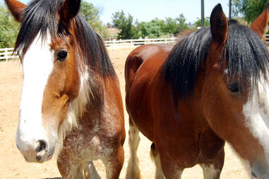 two horses in temecula wine country