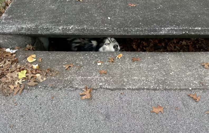 dog in sewer