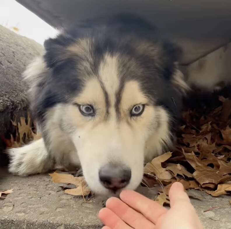 dog in sewer