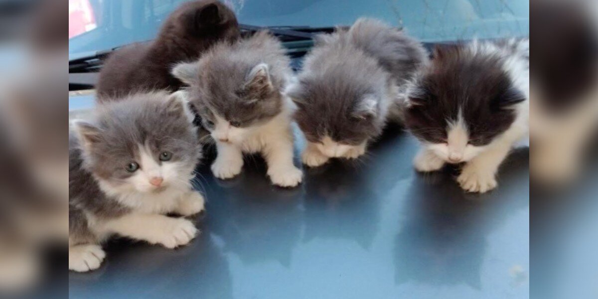 Driver Stumbles Across Group Of Stray Kittens Finding Warmth In Unlikely Place