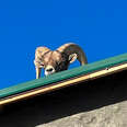 Family Hears Hoofbeats On Their Roof And Discovers Someone Unexpected