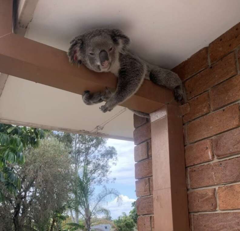koala on drainpipe